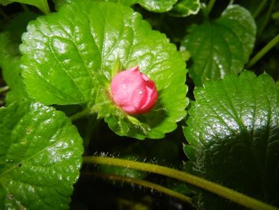 Strawberry Flower (2017, April 20)