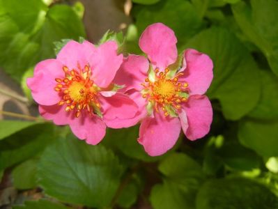 Strawberry Flower (2017, May 02)