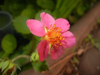 Strawberry Flower (2017, May 11)