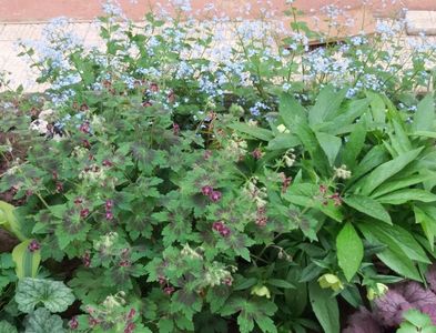 Geranium phaeum Samobor