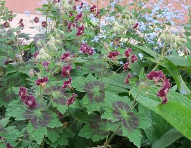 Geranium phaeum Samobor