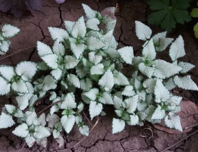 Lamium maculatum Beacon Silver