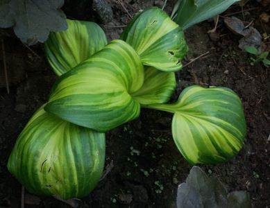 hosta rainbow