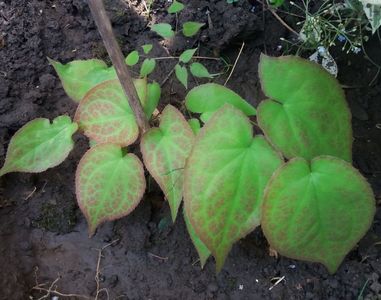 Epimedium rublum