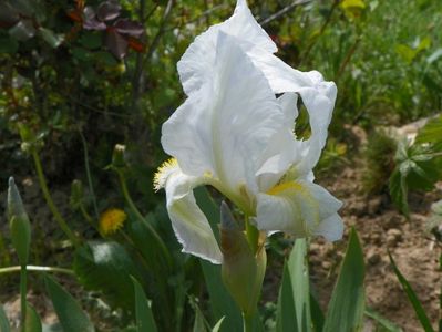 iris florentina