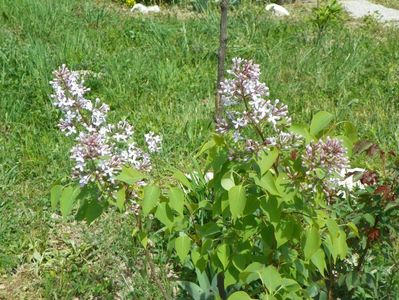 liliac California Rose