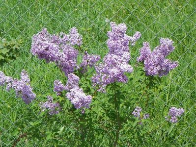 syringa chinensis