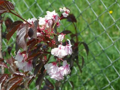 prunus Royal Burgundy