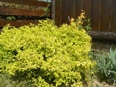 spiraea Gold Mound