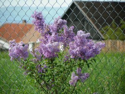 syringa chinensis