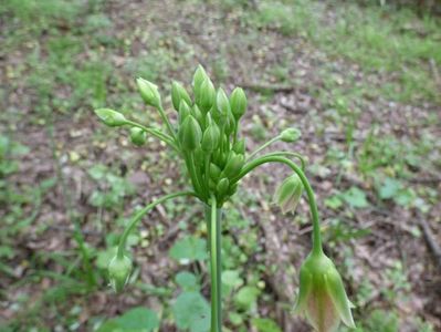 Nectaroscordum siculum spp. bulgaricum; Este o planta perena din familia Alliaceae cu o inaltime cuprinsa intre 70-130 cm. Dintr-un bulb ovoidal, dezvolta o tulpina, dreapta,terminata cu o inflorecenta de cca. 10 cm.
