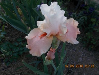 sugar magnolia