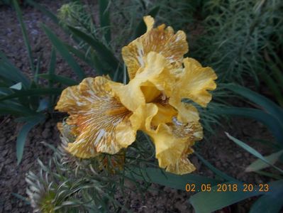 tiger honey