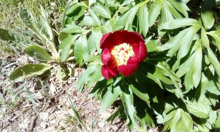 Paeonia Romanica Peregrina - Bujor salbatic romanesc