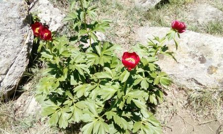 Paeonia Romanica Peregrina - Bujor salbatic romanesc