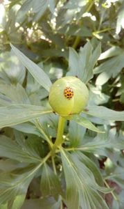 Paeonia Romanica Peregrina - Bujor salbatic romanesc