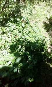 Paeonia Romanica Peregrina - Bujor salbatic romanesc