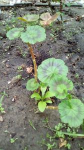 Muscate - Pelargonium