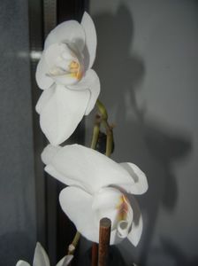 White Phalaenopsis (2017, April 15)