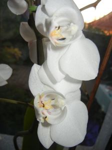 White Phalaenopsis (2017, April 15)