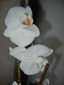 White Phalaenopsis (2017, April 17)