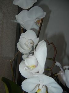 White Phalaenopsis (2017, April 17)