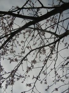 Prunus persica Davidii (2018, April 06)