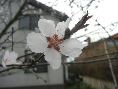 Prunus persica Davidii (2018, April 06)
