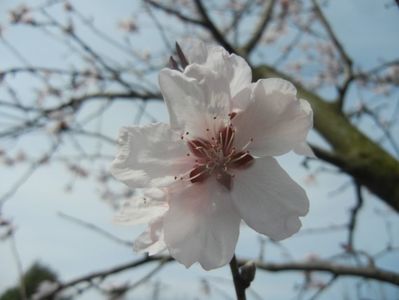 Prunus persica Davidii (2018, April 07)