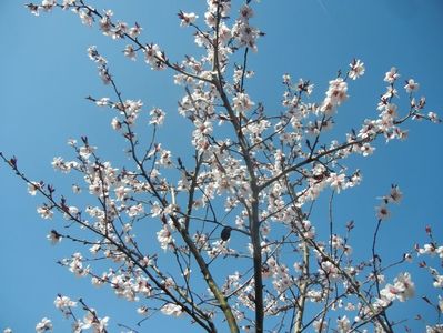 Prunus persica Davidii (2018, April 09)