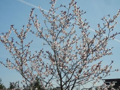 Prunus persica Davidii (2018, April 10)