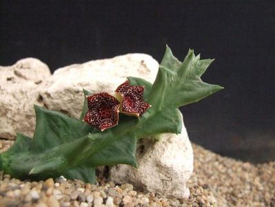 Orbea carnosa v. keithii