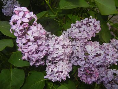 Lilac Ruhm von Horstenstein (`18,Apr.27)