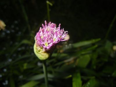 Allium Purple Sensation (2018, April 27)