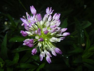 Allium Purple Sensation (2018, April 27)