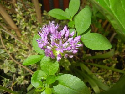 Allium Purple Sensation (2018, April 29)