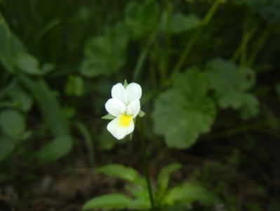 Viola arvensis_Field Pansy (2018, Apr.28)