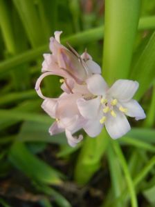 Hyacinthoides hispanica (2018, Apr.29)