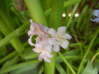 Hyacinthoides hispanica (2018, Apr.29)