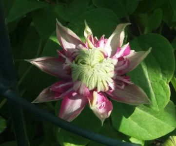 clematis kaiser-primul an