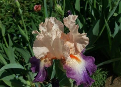 Koi, primul iris germanica inflorit