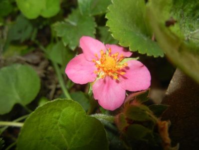Strawberry Flower (2018, April 29)