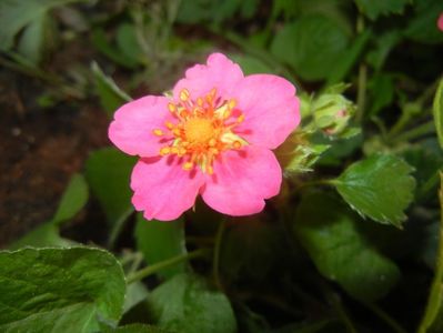 Strawberry Flower (2018, April 29)