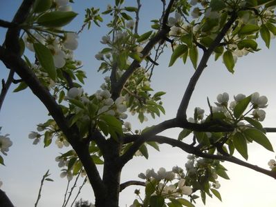 Pear Tree Blossom (2018, April 13)