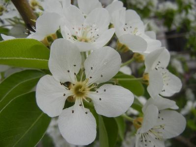 Pear Tree Blossom (2018, April 15)