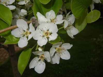 Pear Tree Blossom (2018, April 17)