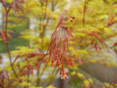 Acer palmatum Katsura (2018, April 15)