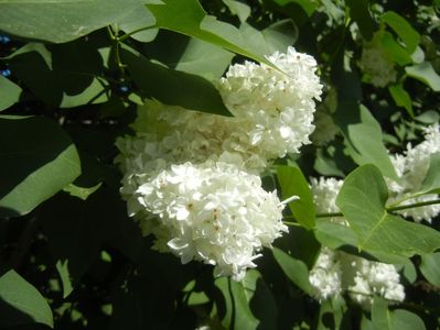 White Lilac Tree (2018, April 29)