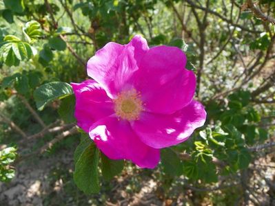 rosa rugosa Rubra