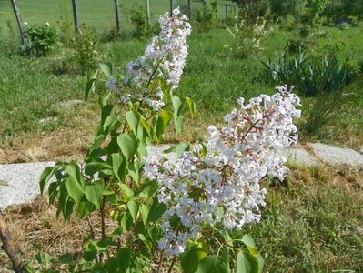 liliac California Rose